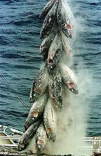 ¡El comercio de atún rojo muy pronto puede estar prohibido!