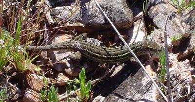 ¿Algunas lagartijas son como hierbas?