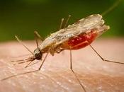 datos sobre origen malaria