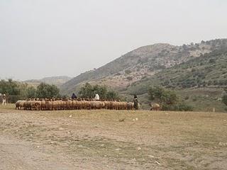 El día del garbanzo