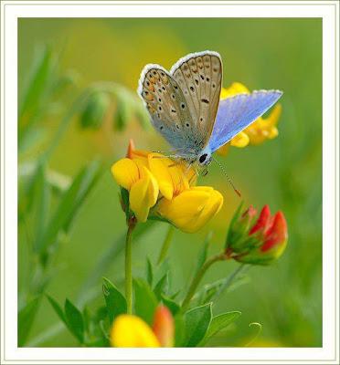 Presiento que la primavera llegó....