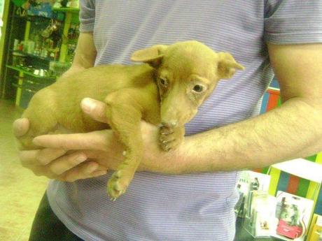 Otro desecho de cazador... ah no! que ellos no abandonan