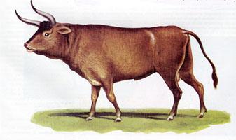 El origen del ganado se remonta a un grupo de tan solo 80 animales