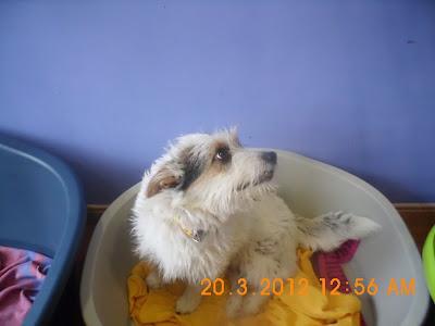 Rocio, muy urgente. NECESITA ACOGIDA UNOS DÍAS HASTA QUE SE VAYA A MADRID. SERÁN SOLO UNOS DÍAS!! JAÉN‏