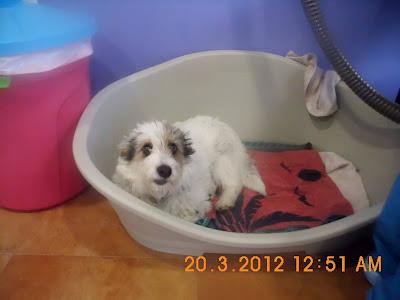 Rocio, muy urgente. NECESITA ACOGIDA UNOS DÍAS HASTA QUE SE VAYA A MADRID. SERÁN SOLO UNOS DÍAS!! JAÉN‏