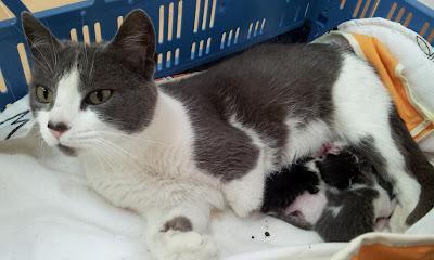 GATA CON BEBÉS EN UNA PERRERA:¡¡¡TIENEN QUE SALIR YA!!!!! SEVILLA.‏