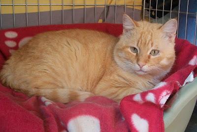 Rubio, sigue necesitando una familia (Murcia)‏