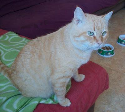 Rubio, sigue necesitando una familia (Murcia)‏