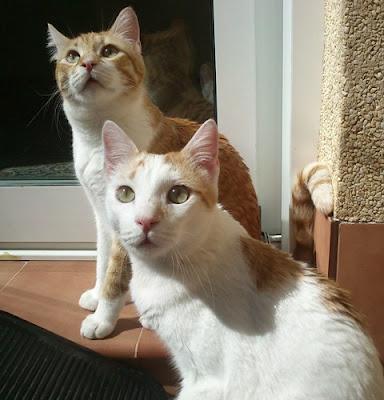 Leo y Samy, continuan esperando su oportunidad (Murcia)‏