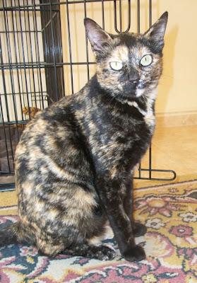 Amaya, una princesa carey en adopcion (Murcia)‏