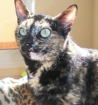 Amaya, una princesa carey en adopcion (Murcia)‏