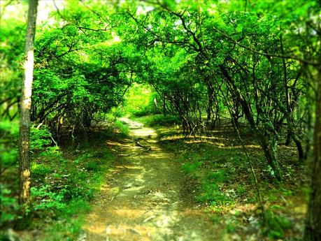 El camino de nuestros sueños