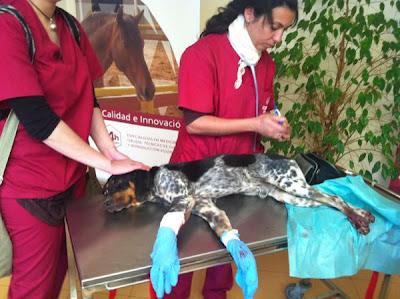 Bruno, fue atropellado y llevado a la perrera para sacrificar!! Imágenes fuertes!! - Galgos del Sur (Córdoba)