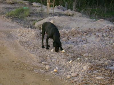 AYUDA ESTOS PERRITOS ESTAN EN LA CALLE.SE NECESITAN ACOGIDA URGENTE!‏! (BADAJOZ)