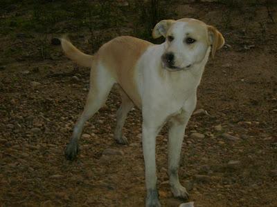 AYUDA ESTOS PERRITOS ESTAN EN LA CALLE.SE NECESITAN ACOGIDA URGENTE!‏! (BADAJOZ)