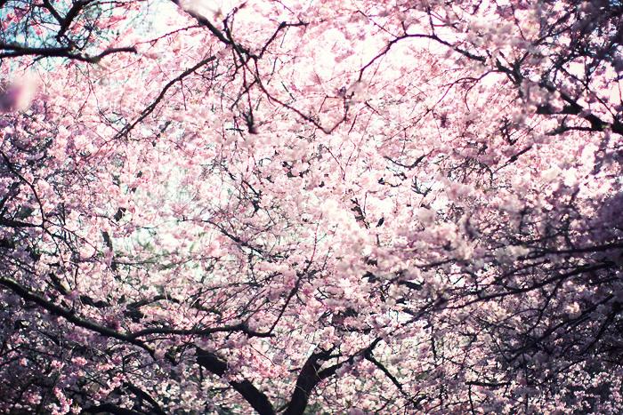 CEREZOS EN FLOR_CHERRY BLOSSOM GIRL