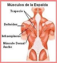 Estiramiento del gran dorsal