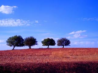Naturaleza simple II