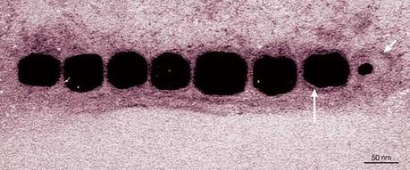 ¿Qué tienen en común una bacteria y los ferrofluidos?