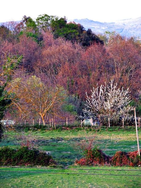 La primavera despliega, desde el vamos, su amplia paleta cromática