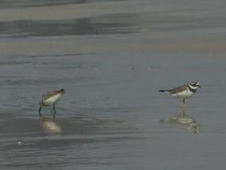 Paso de chorlitejo chico