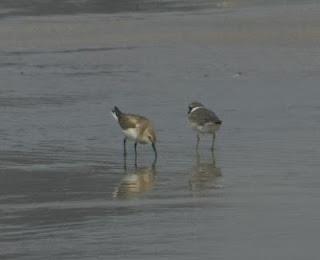 Paso de chorlitejo chico