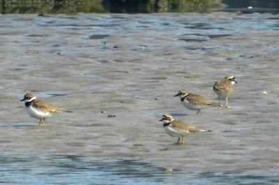 Paso de chorlitejo chico