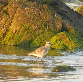 Paso de chorlitejo chico