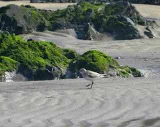 Paso de chorlitejo chico