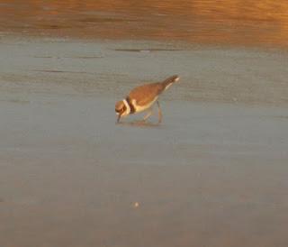 Paso de chorlitejo chico