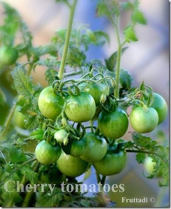 cherry tomatoes cherry tomatoes