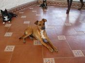 Historias adoptad@s. Justin