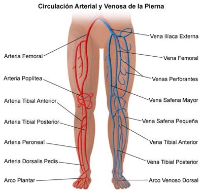 Síntomas de la enfermedad arterial periférica Síntomas de la enfermedad arterial periférica