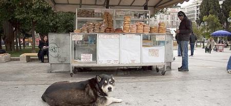 De cómo viven los perros callejeros en Grecia