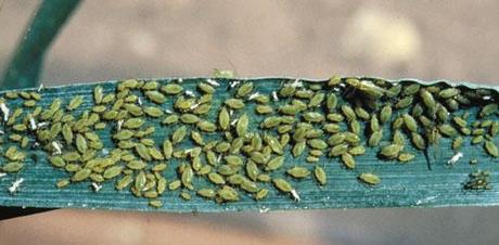 Plagas y enfermedades de las flores Plagas y enfermedades de las flores