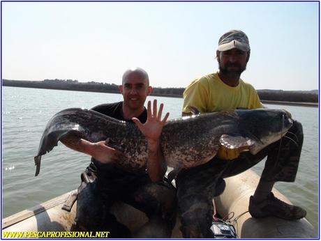 SILUROS GUIA DE PESCA DE SILUROS A SPINNING