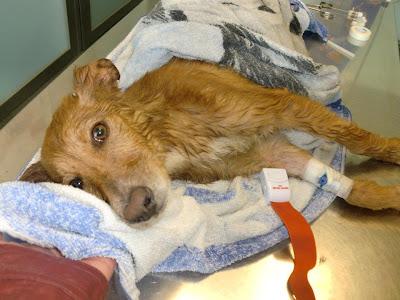 CACHORRO RESCATADO DEBATIÉNDOSE ENTRE LA VIDA Y LA MUERTE!!! ACOGIDA O ADOPCIÓN URGENTE!!