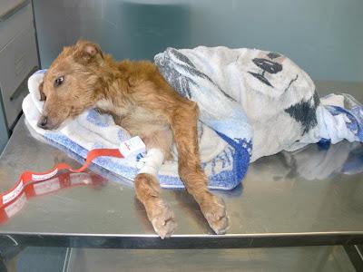 CACHORRO RESCATADO DEBATIÉNDOSE ENTRE LA VIDA Y LA MUERTE!!! ACOGIDA O ADOPCIÓN URGENTE!!