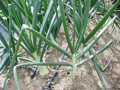 LA ACTIVAD EN EL HUERTO EN MARZO