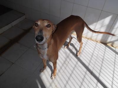 MUY URGENTE!! NECESITAMOS 240 EUROS SALVAR 6 GALGOS PERRERA, UN SAN BERNARDO Y UNA MASTINA. JEREZ (CADIZ)