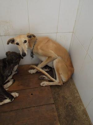 MUY URGENTE!! NECESITAMOS 240 EUROS SALVAR 6 GALGOS PERRERA, UN SAN BERNARDO Y UNA MASTINA. JEREZ (CADIZ)