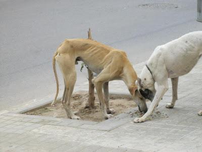 Dos galgos abandonados en un pueblo de Sevilla, delgados y en peligro.