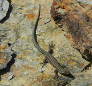 Se empiezan a ver lagartijas cantábricas