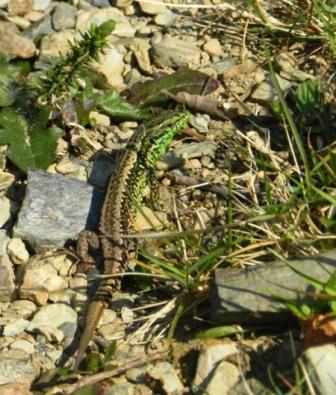 Se empiezan a ver lagartijas cantábricas