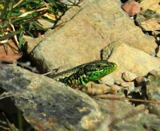 Se empiezan a ver lagartijas cantábricas