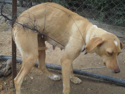 DEJAMOS QUE LA MATEN? ALMA, SI NO LA AYUDAMOS LE PEGAN UN TIRO.