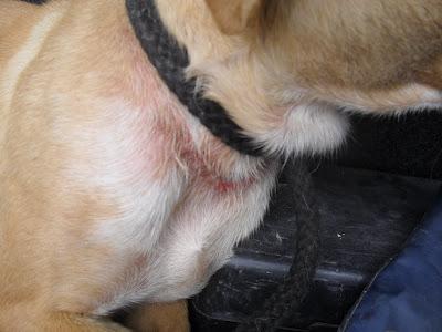 DEJAMOS QUE LA MATEN? ALMA, SI NO LA AYUDAMOS LE PEGAN UN TIRO.