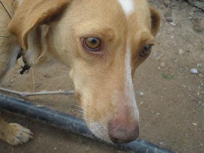 DEJAMOS QUE LA MATEN? ALMA, SI NO LA AYUDAMOS LE PEGAN UN TIRO.