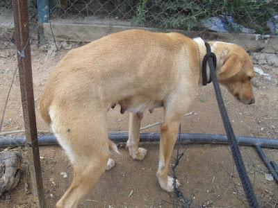 DEJAMOS QUE LA MATEN? ALMA, SI NO LA AYUDAMOS LE PEGAN UN TIRO.