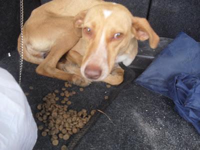 DEJAMOS QUE LA MATEN? ALMA, SI NO LA AYUDAMOS LE PEGAN UN TIRO.